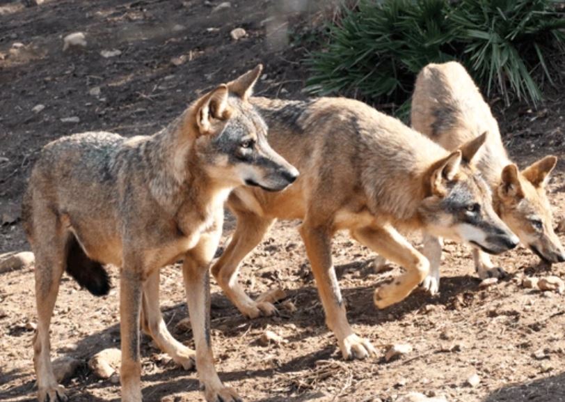 lobos-cazando en Castilla y León