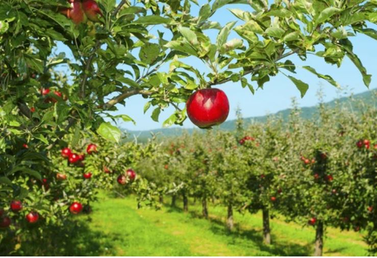 cultivo-manzanas en Irlanda
