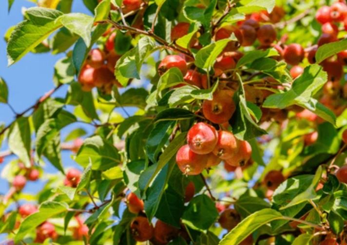 manzanas-silvestre en Irlanda