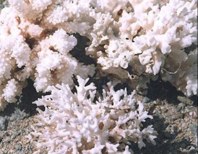 Conoces los beneficios del calcio de coral marino? - ESdiario
