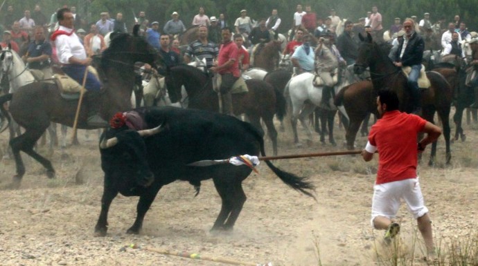 Rompesuelas fue el último toro que murió en la celebración del Toro de la Vega.