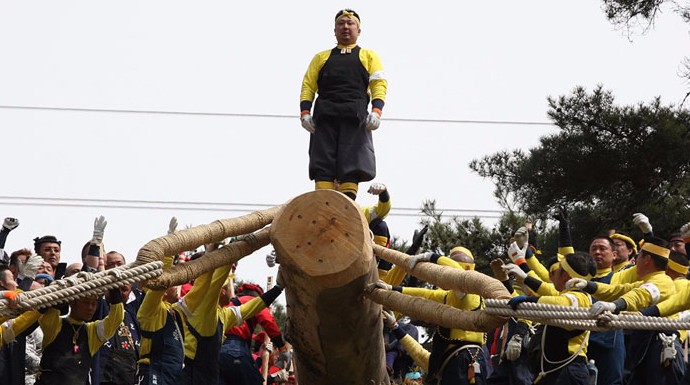 El riesgo de ser aplastado por el enorme tronco es real. Los participantes se juegan la vida. 