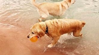 La primera piscina exclusiva para perros abre sus puertas muy cerca de Madrid