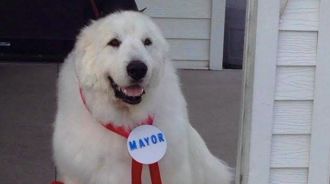 Un pueblo de Minnesota elige por tercera vez consecutiva a un alcalde muy especial: ¡un perro!