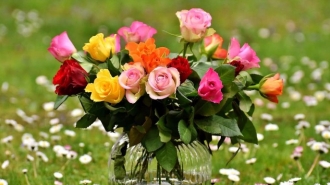El lenguaje de las flores: ¿Sabes lo que te están diciendo cuando te las regalan?