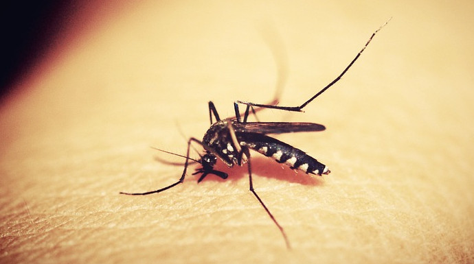Un ejemplar del mosquito que transmite la malaria