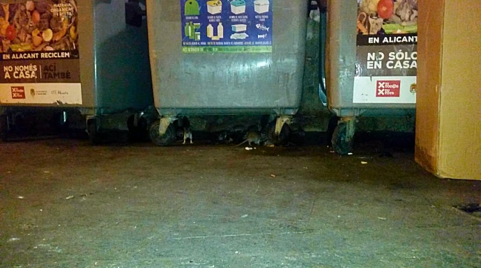 Imagen de varias ratas, debajo de los contenedores de basura en pleno centro. FOTO: Cedida.