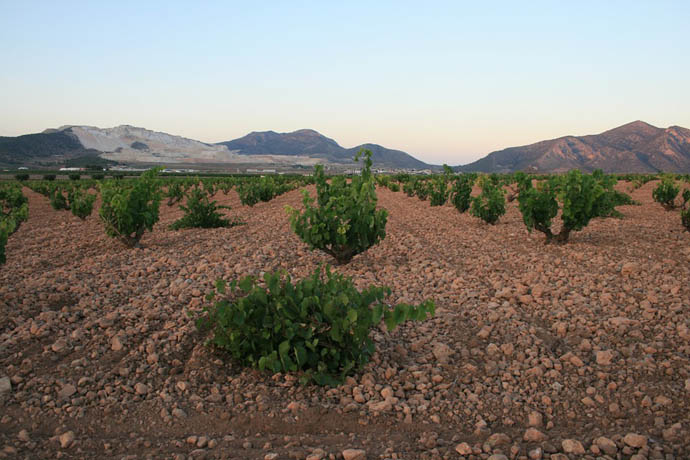 Un campo con viñas en el municipio alicantino de L'ALgueña.
