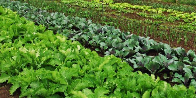 Agricultura destina una ayuda rácana para divulgar la agricultura ecológica