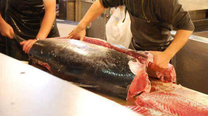 Ronqueo de un atún yellow finn, atún claro, (Thunnus albacares), no es el auténtico rojo, este es mucho más barato aunque tiene calidad para ciertos usos.