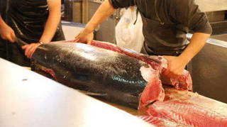 LLega, como cada año, el atún rojo de aleta azul al Estrecho y con él su fraude