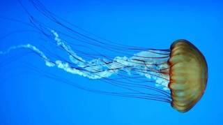 Las 7 medusas más peligrosas que te puedes encontrar este verano en nuestras playas