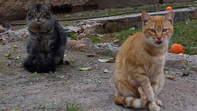 Gatos en la zona residencial de La Cañada (Paterna)