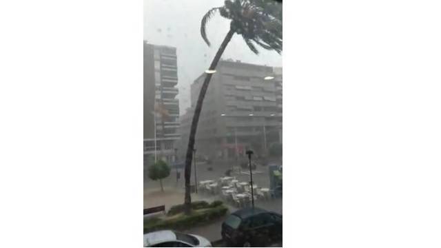 El temporal ha partido una palmera en un parque de San Juan de Alicante