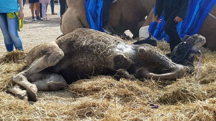 El camello, agonizando en plena vía pública en Alcalá de Henares