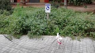 Un 'pipi-can selvático' en Valencia impide a los perros hacer sus necesidades