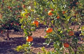 El atasco en la comercialización de las clementinas enciende las alarmas