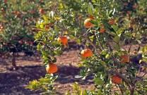 El atasco en la comercialización de las clementinas enciende las alarmas