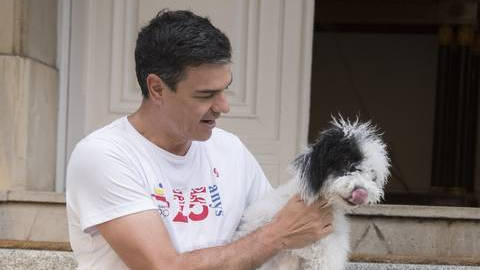 Pedro Sánchez plagió a un perro que, en realidad, es una mofeta