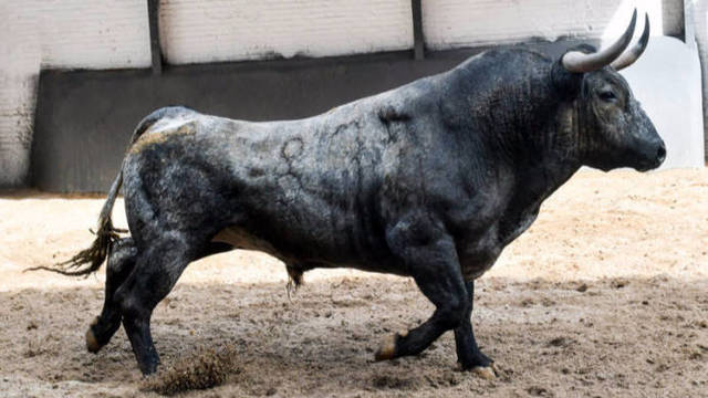 Los toros de Victorino protagonistas de la primera corrida en Las Ventas