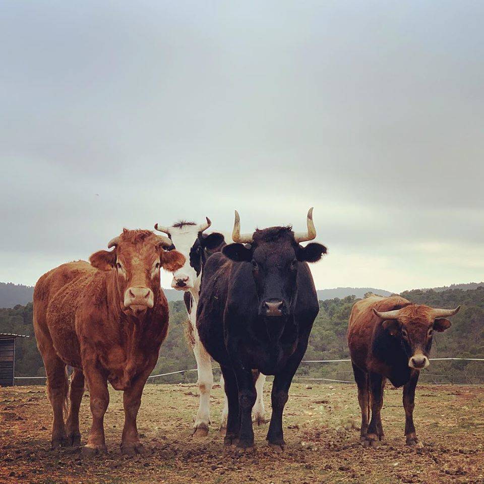De izquierda a derecha,  Sansón, Moisés, Patricio y Ferdinand, los toros del santuario Compasión Animal que esperan la llegada de Pepe. 