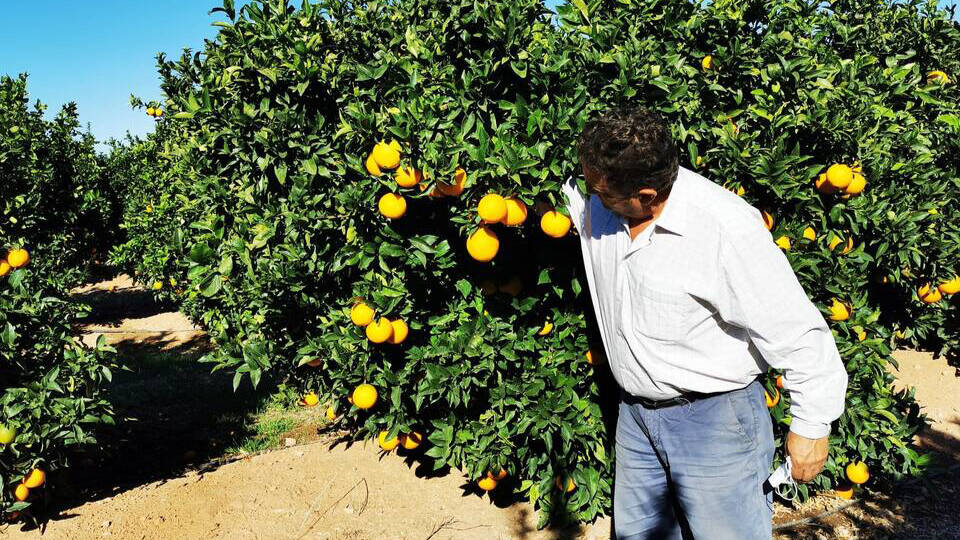 Roberto Serigó en un campo de naranjos. 