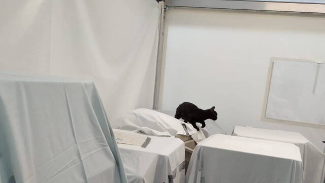 Un gato pasea alegremente por el hospital de campaña de Valencia.
