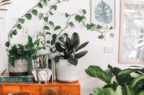 Plantas artificiales, la nueva moda de decoraciÃ³n entre influencers