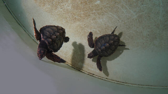 La fortuna une a dos tortugas hermanas en el mismo tanque tras meses en el Mediterráneo 