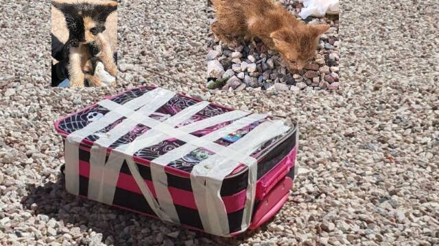 La maleta contenía cinco bebés de gato de dos camadas diferentes