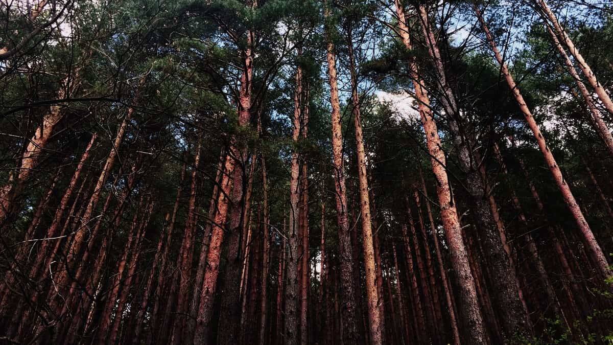Así es el Bosque Finlandés de Rascafría