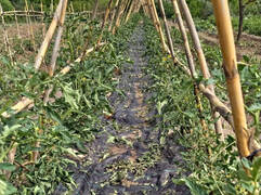 El temporal de pedrisco causa graves daños en 7.000 hectáreas de cultivo
