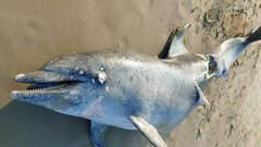 Aparece el cadáver de un delfín varado en una playa de Castellón