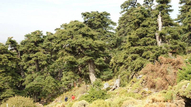 Bosque de pinsapos en la Sierra de las Nieves (Parauta)