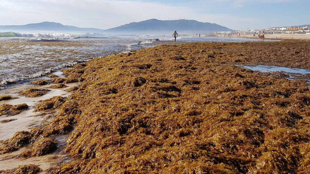 Costa de Cádiz invadida por el alga asiática