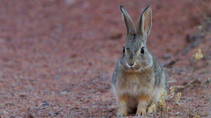 Los “ataques masivos” de conejos provocan la muerte de cítricos - ESdiario