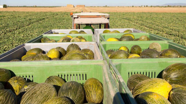 Melones piel de sapo en el campo