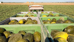 Mercadona comprará más de 60.000 toneladas de melón de origen nacional