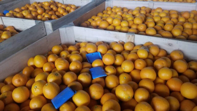 Cargamento de naranjas de Uruguay llegado a Valencia