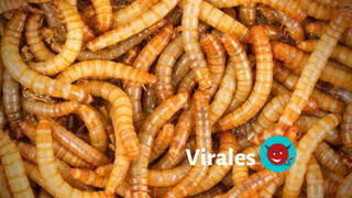 El PSOE de Aragón se hace viral por promover el consumo de gusanos
