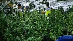 Detenidas dos personas en Torrent por cultivar 176 plantas de marihuana en una vivienda