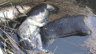 Tragedia medioambiental con gatos y peces muertos en la L'Albufera