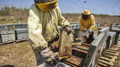 Ahora, las abejas: la conselleria de Mollà hace peligrar el 90% de la apicultura