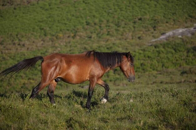 Un caballo en el campo