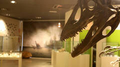 El Museo Paleontologico de Elche celebra 17 años con una programación especial