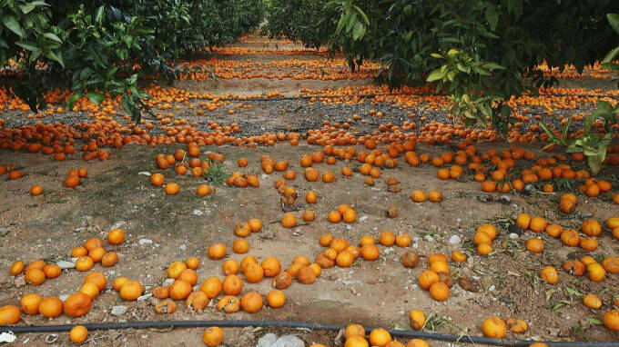 Campo valenciano con naranjas por los suelos 