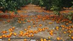 El campo valenciano agoniza frente a la 'avalancha' de naranjas sudafricanas
