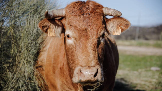 Una vaca pastando en una finca de ganadería extensiva / Carlos Luján / Europa Press