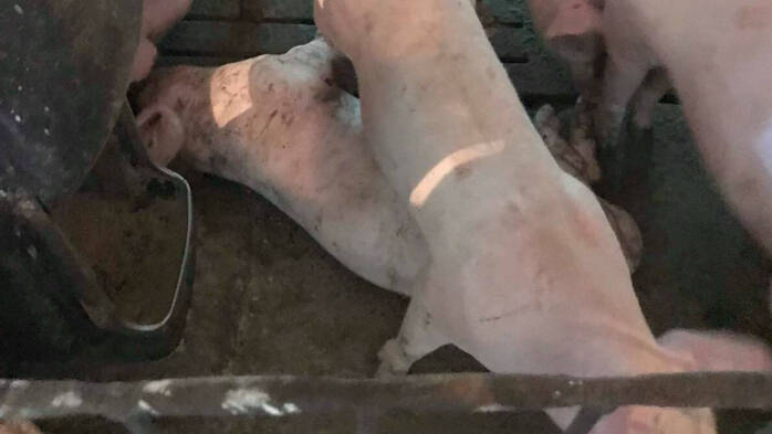 Cerdo muerto en una granja familiar