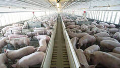 La izquierda autoriza otra macrogranja de 7.200 cerdos mientras pontifica contra ellas